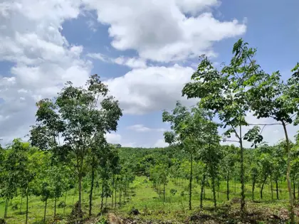 Rubber plantation project photo 1