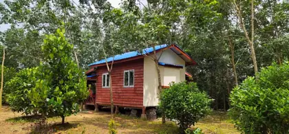 Rubber plantation project