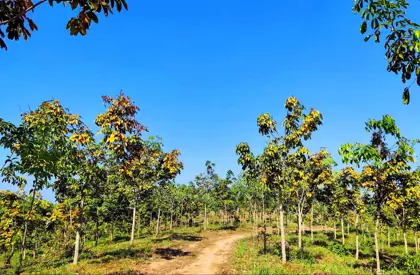 Rubber plantation project photo 3