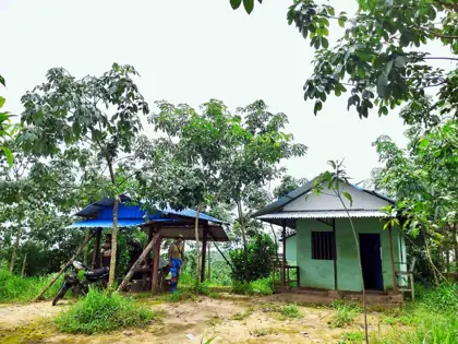 Rubber plantation project photo 5