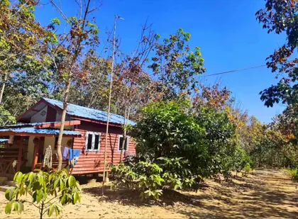 Rubber plantation project photo 6