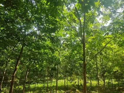 Rubber plantation project photo 7