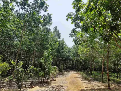 Rubber plantation project photo 11